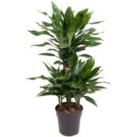 Kategorie <b>Produkt ohne Kategoriezuordnung </b> - Dracaena Janet Lind 45-carrousel