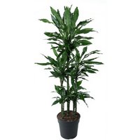 Kategorie <b>Produkt ohne Kategoriezuordnung </b> - Dracaena Janet Lind 90-carrousel