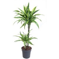 Kategorie <b>Produkt ohne Kategoriezuordnung </b> - Dracaena Lemon Lime 45-15