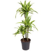 Kategorie <b>Produkt ohne Kategoriezuordnung </b> - Dracaena Lemon Lime 60-30-15
