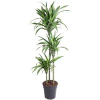 Kategorie <b>Produkt ohne Kategoriezuordnung </b> - Dracaena Lemon Lime 90-60-30