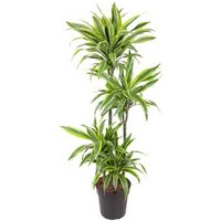 Kategorie <b>Produkt ohne Kategoriezuordnung </b> - Dracaena Lemon Lime 90-60-30-15