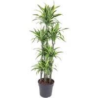 Kategorie <b>Produkt ohne Kategoriezuordnung </b> - Dracaena Lemon Lime 120-carrousel