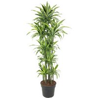 Kategorie <b>Produkt ohne Kategoriezuordnung </b> - Dracaena Lemon Lime 150-carrousel