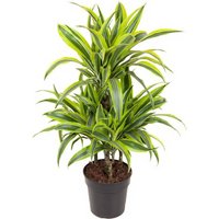 Kategorie <b>Produkt ohne Kategoriezuordnung </b> - Dracaena Lemon Lime 45-carrousel