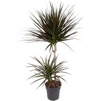 Kategorie <b>Produkt ohne Kategoriezuordnung </b> - Dracaena Magenta 45-15