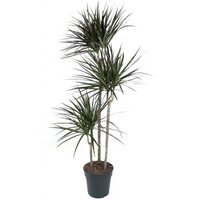 Kategorie <b>Produkt ohne Kategoriezuordnung </b> - Dracaena Magenta 90-60-30