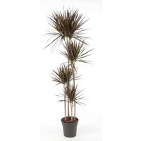 Kategorie <b>Produkt ohne Kategoriezuordnung </b> - Dracaena Magenta 120-90-60-30