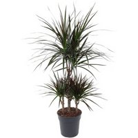 Kategorie <b>Produkt ohne Kategoriezuordnung </b> - Dracaena Magenta 45-carrousel