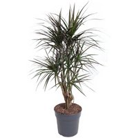 Kategorie <b>Produkt ohne Kategoriezuordnung </b> - Dracaena Magenta verzweigt