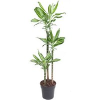Kategorie <b>Produkt ohne Kategoriezuordnung </b> - Dracaena Silver Dream 90-60-30