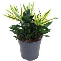 Kategorie <b>Produkt ohne Kategoriezuordnung </b> - Dracaena Sri lanka kopstek 3pp