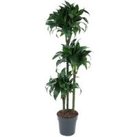 Kategorie <b>Produkt ohne Kategoriezuordnung </b> - Dracaena Tatuade 90-60-30