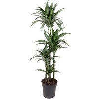 Kategorie <b>Produkt ohne Kategoriezuordnung </b> - Dracaena Ulises 90-60-30-15