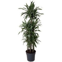 Kategorie <b>Produkt ohne Kategoriezuordnung </b> - Dracaena Ulises 120-carrousel