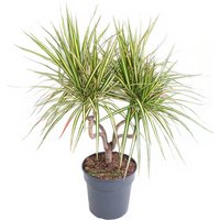 Kategorie <b>Produkt ohne Kategoriezuordnung </b> - Dracaena Ulises 150-carrousel
