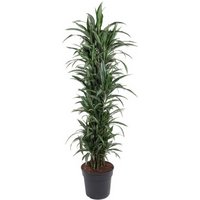 Kategorie <b>Produkt ohne Kategoriezuordnung </b> - Dracaena Ulises verzweigt