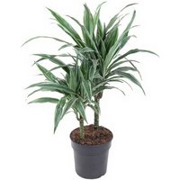 Kategorie <b>Produkt ohne Kategoriezuordnung </b> - Dracaena Warneckei 30-10