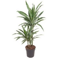 Kategorie <b>Produkt ohne Kategoriezuordnung </b> - Dracaena Warneckei 45-15