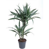 Kategorie <b>Produkt ohne Kategoriezuordnung </b> - Dracaena Warneckei 45-15 jumbo