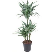 Kategorie <b>Produkt ohne Kategoriezuordnung </b> - Dracaena Warneckei 60-30-15