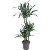 Kategorie <b>Produkt ohne Kategoriezuordnung </b> - Dracaena Warneckei 60-30-15 jumbo