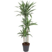 Kategorie <b>Produkt ohne Kategoriezuordnung </b> - Dracaena Warneckei 90-60-30