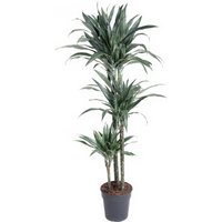 Kategorie <b>Produkt ohne Kategoriezuordnung </b> - Dracaena Warneckei 90-60-30 jumbo