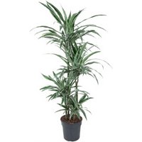 Kategorie <b>Produkt ohne Kategoriezuordnung </b> - Dracaena Warneckei 90-60-30-15