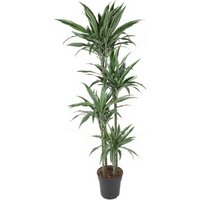 Kategorie <b>Produkt ohne Kategoriezuordnung </b> - Dracaena Warneckei 120-90-60-30