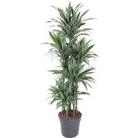 Kategorie <b>Produkt ohne Kategoriezuordnung </b> - Dracaena Warneckei 120-carrousel