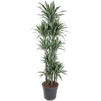 Kategorie <b>Produkt ohne Kategoriezuordnung </b> - Dracaena Warneckei 150-carrousel