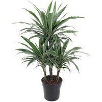 Kategorie <b>Produkt ohne Kategoriezuordnung </b> - Dracaena Warneckei 45-carrousel