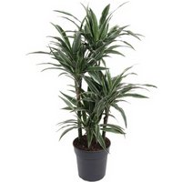Kategorie <b>Produkt ohne Kategoriezuordnung </b> - Dracaena Warneckei 60-carrousel