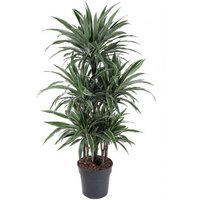 Kategorie <b>Produkt ohne Kategoriezuordnung </b> - Dracaena Warneckei 90-carrousel