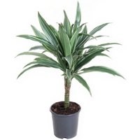 Kategorie <b>Produkt ohne Kategoriezuordnung </b> - Dracaena Warneckei Stamm 15cm P13