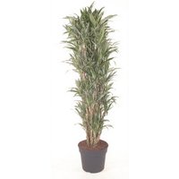 Kategorie <b>Produkt ohne Kategoriezuordnung </b> - Dracaena Warneckei verzweigt