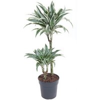 Kategorie <b>Produkt ohne Kategoriezuordnung </b> - Dracaena White Jewel 45-15