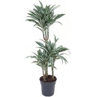 Kategorie <b>Produkt ohne Kategoriezuordnung </b> - Dracaena White Jewel 60-30-15