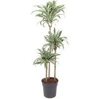 Kategorie <b>Produkt ohne Kategoriezuordnung </b> - Dracaena White Jewel 90-60-30