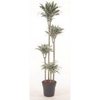 Kategorie <b>Produkt ohne Kategoriezuordnung </b> - Dracaena White Jewel 120-90-60-30