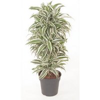 Kategorie <b>Produkt ohne Kategoriezuordnung </b> - Dracaena White Jewel verzweigt