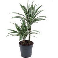 Kategorie <b>Produkt ohne Kategoriezuordnung </b> - Dracaena White Stripe 30-10