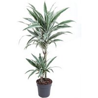 Kategorie <b>Produkt ohne Kategoriezuordnung </b> - Dracaena White Stripe 45-15
