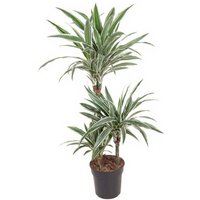 Kategorie <b>Produkt ohne Kategoriezuordnung </b> - Dracaena White Stripe 60-30-15