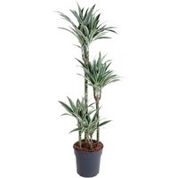 Kategorie <b>Produkt ohne Kategoriezuordnung </b> - Dracaena White Stripe 90-60-30-15