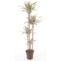 Kategorie <b>Produkt ohne Kategoriezuordnung </b> - Dracaena White Stripe 120-90-60-30