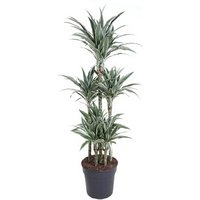Kategorie <b>Produkt ohne Kategoriezuordnung </b> - Dracaena White Stripe 90-carrousel