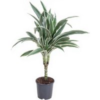 Kategorie <b>Produkt ohne Kategoriezuordnung </b> - Dracaena White Stripe Stamm 15cm P13