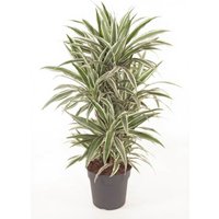 Kategorie <b>Produkt ohne Kategoriezuordnung </b> - Dracaena White Stripe verzweigt